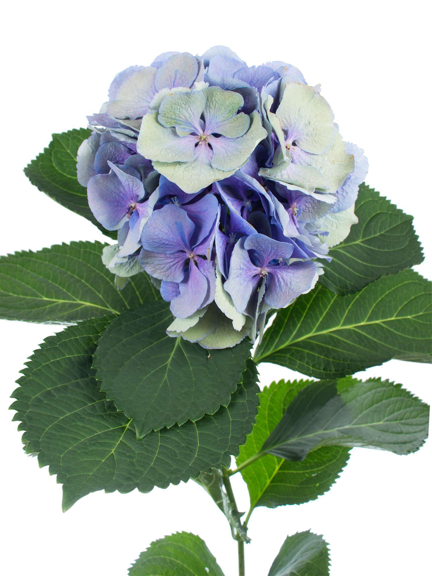 blumigo-hortensien-hortensie-magical-elbtal-blau-gr-n image 1
