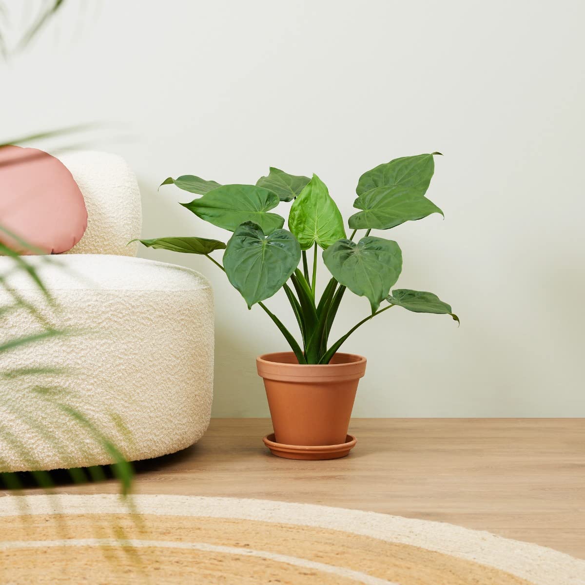 plnts-rareplnts-alocasia-cucullata-zimmerpflanze-65-cm-pfeilblatt image 7