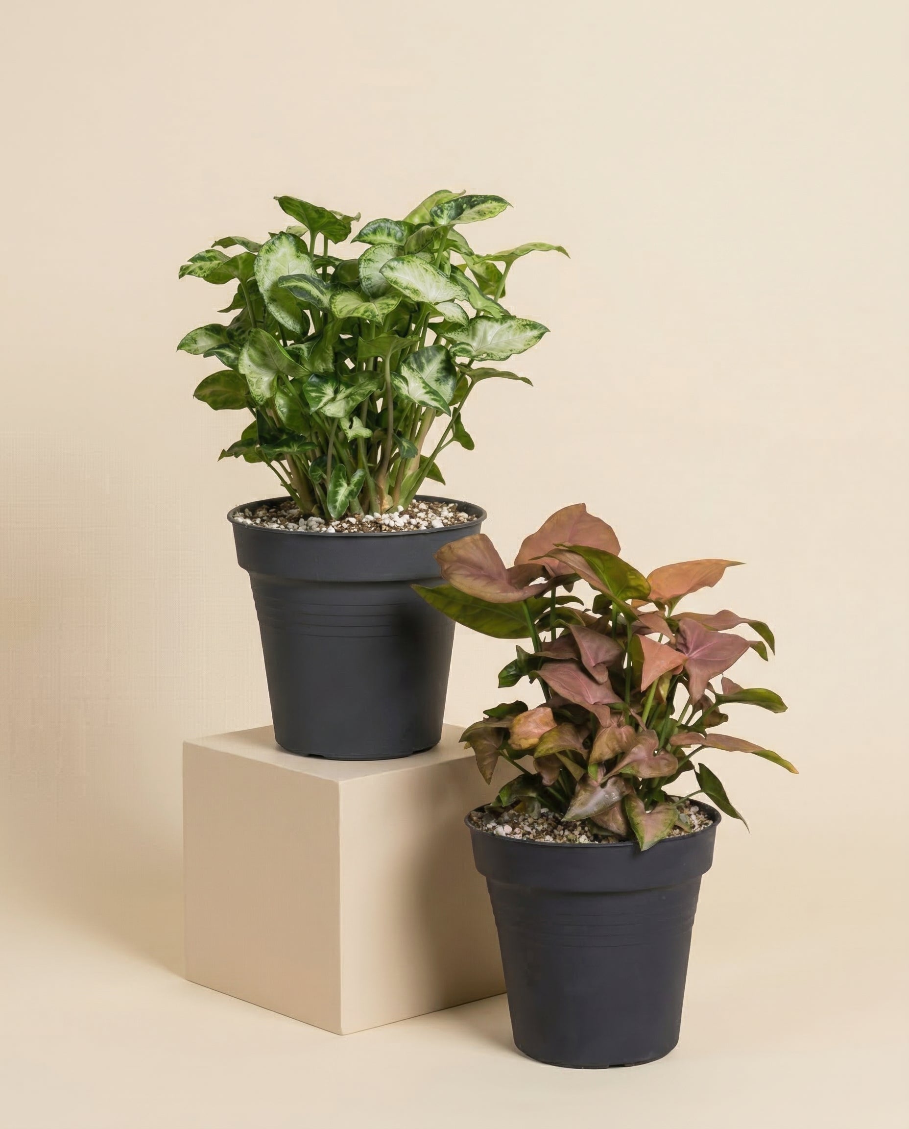 feey-variado-syngonium-duo-zimmerpflanzen-2er-set-ohne-bertopf image 3