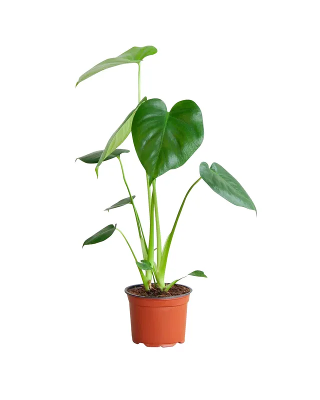 plnts-rareplnts-monstera-deliciosa-zimmerpflanze-45cm-12cm-topf image 1