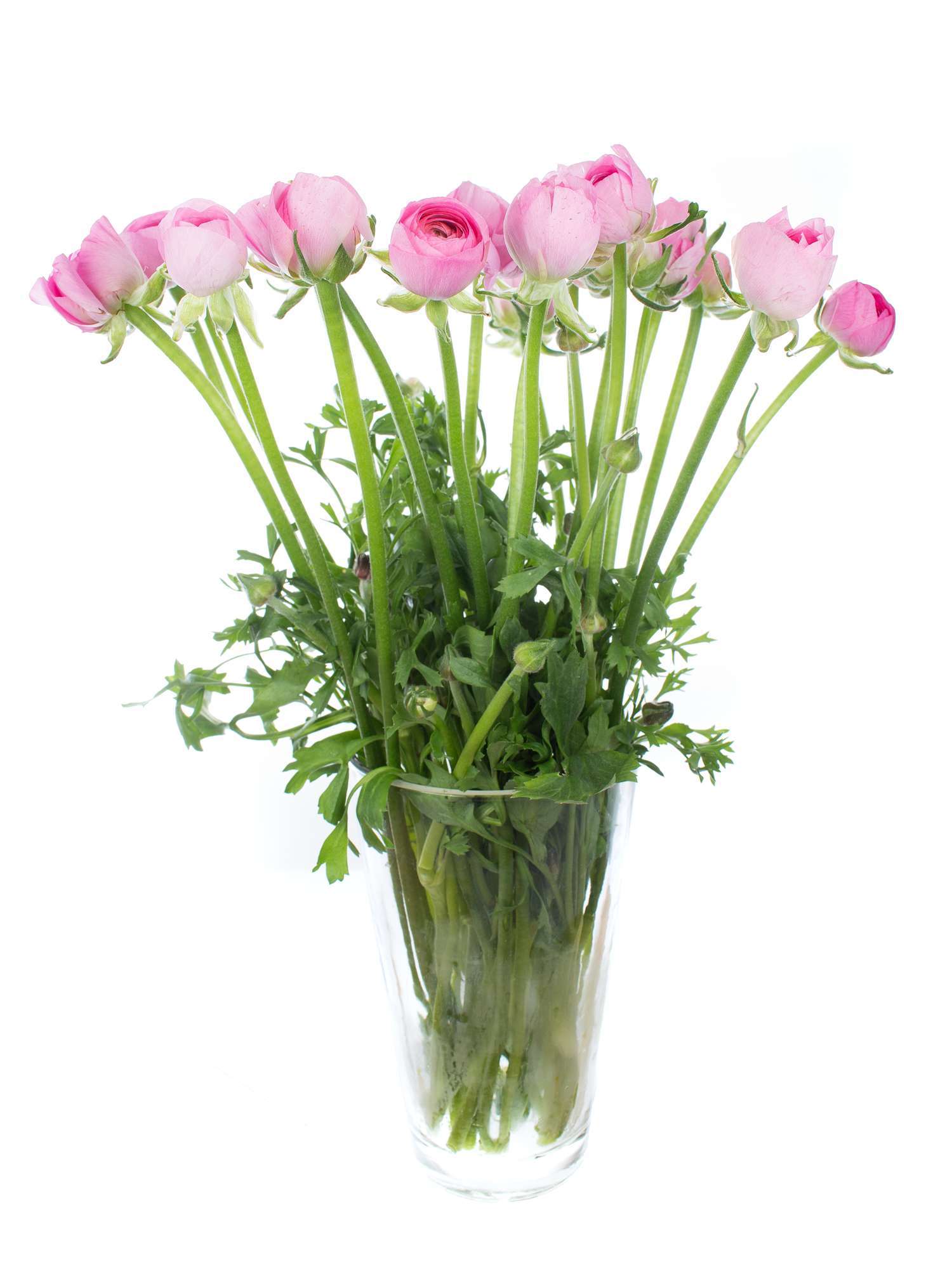 blumigo-ranunkeln-pink-rosa-frische-schnittblumen image 2