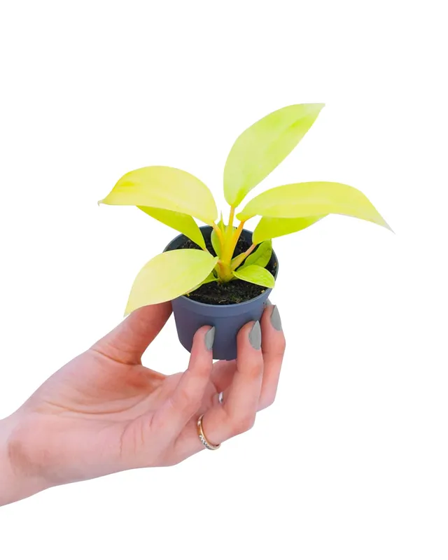 plnts-babyplnts-philodendron-lemon-lime-zimmerpflanze-6cm-pflegeleicht image 1