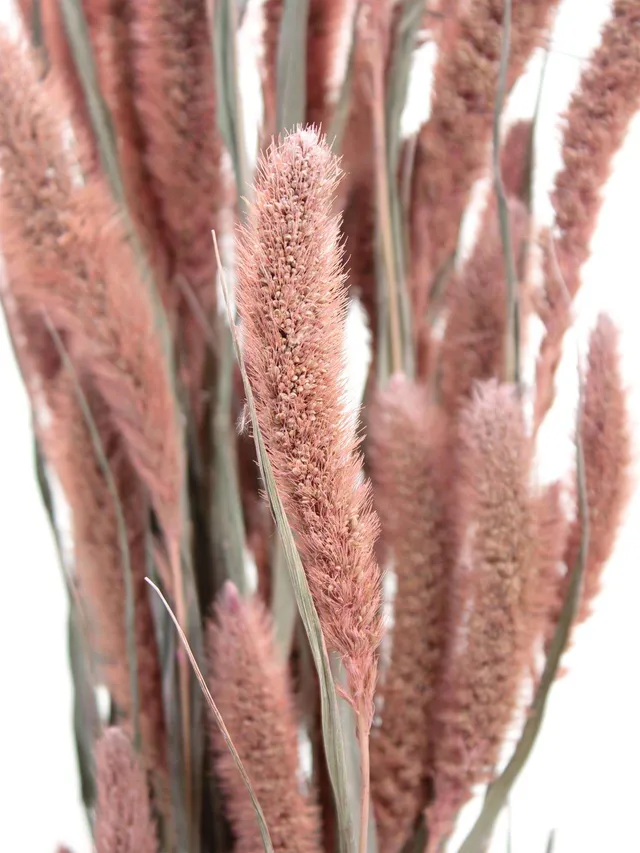 blumigo-setaria-borstenhirse-trockenblume-rosa image 1