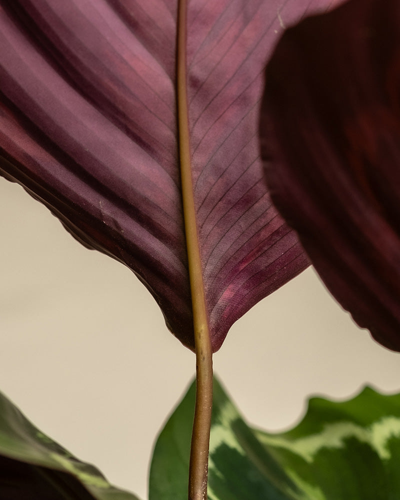 feey-variado-calathea-roseopicta-zimmerpflanze-ohne-bertopf-gro image 8