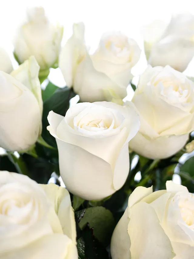 blumigo-rosen-proud-wei-e-rose-einzeln-frisch image 1