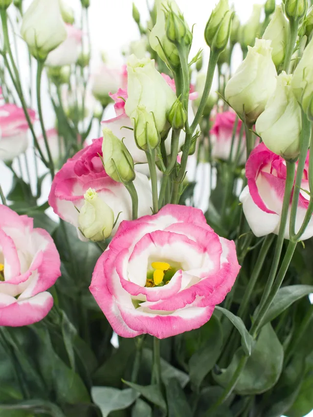 blumigo-rosita-hot-lips-lisianthus-pink-wei-schnittblumen image 1