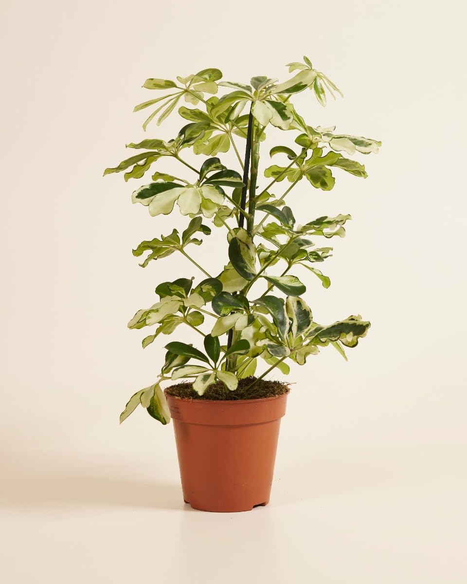 plnts-rareplnts-schefflera-charlotte-13-cm-topf-40-cm image 2