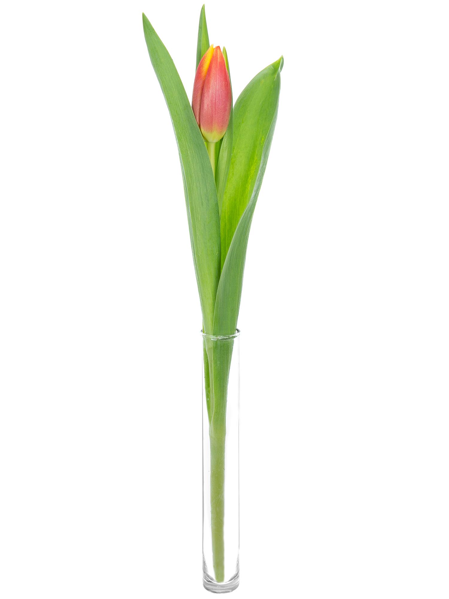 blumigo-tulpen-dow-jones-schnittblume-rot-gelb image 3