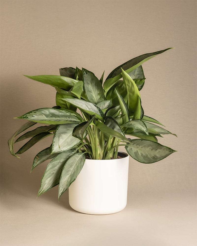 feey-variado-aglaonema-silverado-50-60-cm-ohne-bertopf image 7