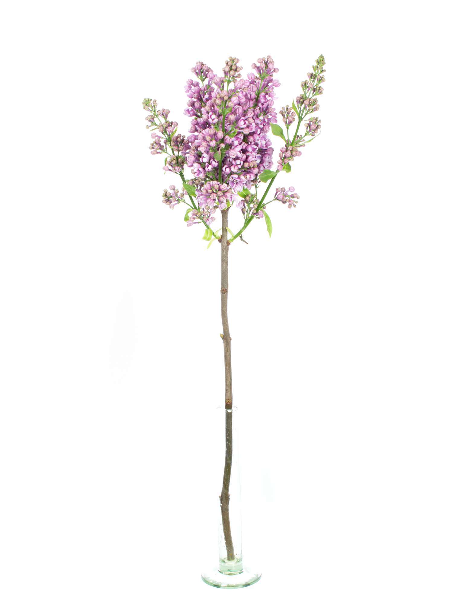 blumigo-zweige-flieder-horstenstein-schnittblume-violett image 4
