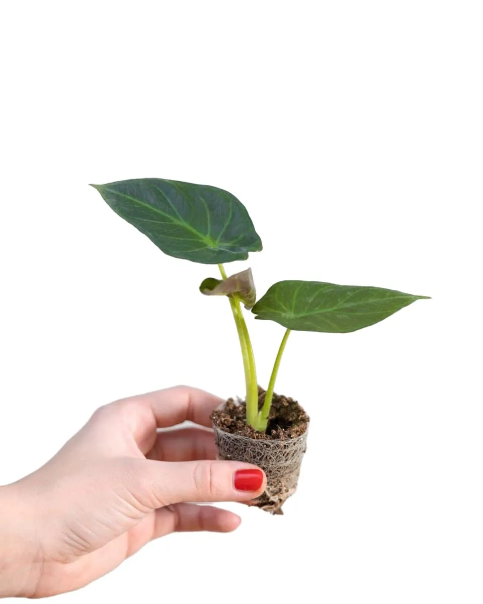 plnts-babyplnts-alocasia-regal-shield-zimmerpflanze-12-cm-dunkelgr-n image 1