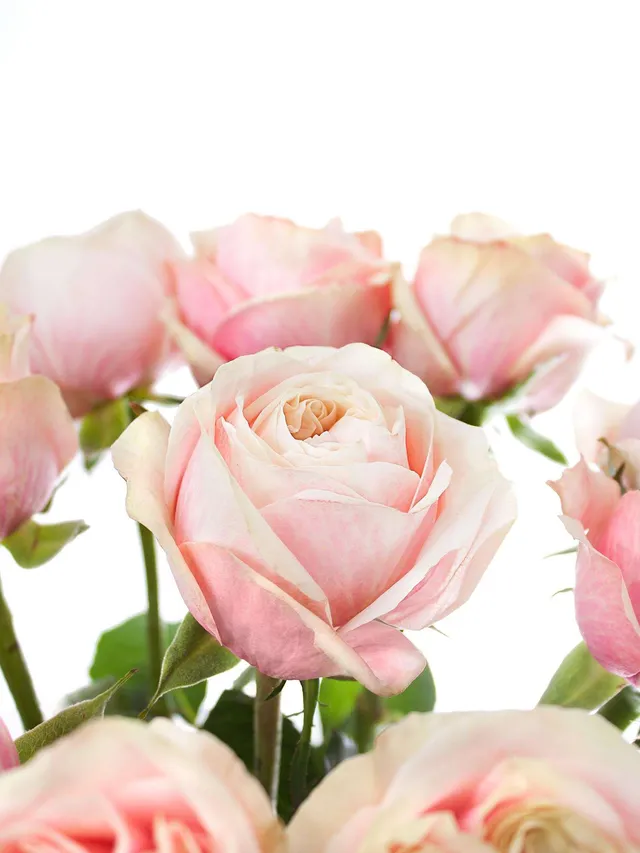 blumigo-rosen-swan-grace-rose-creme-koral-einzelstiel-frisch image 1
