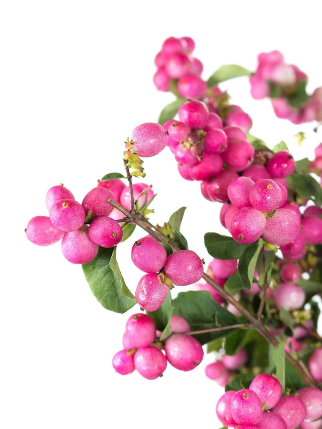 blumigo-exklusives-greenery-schneebeeren-magical-treasure-pink image 1
