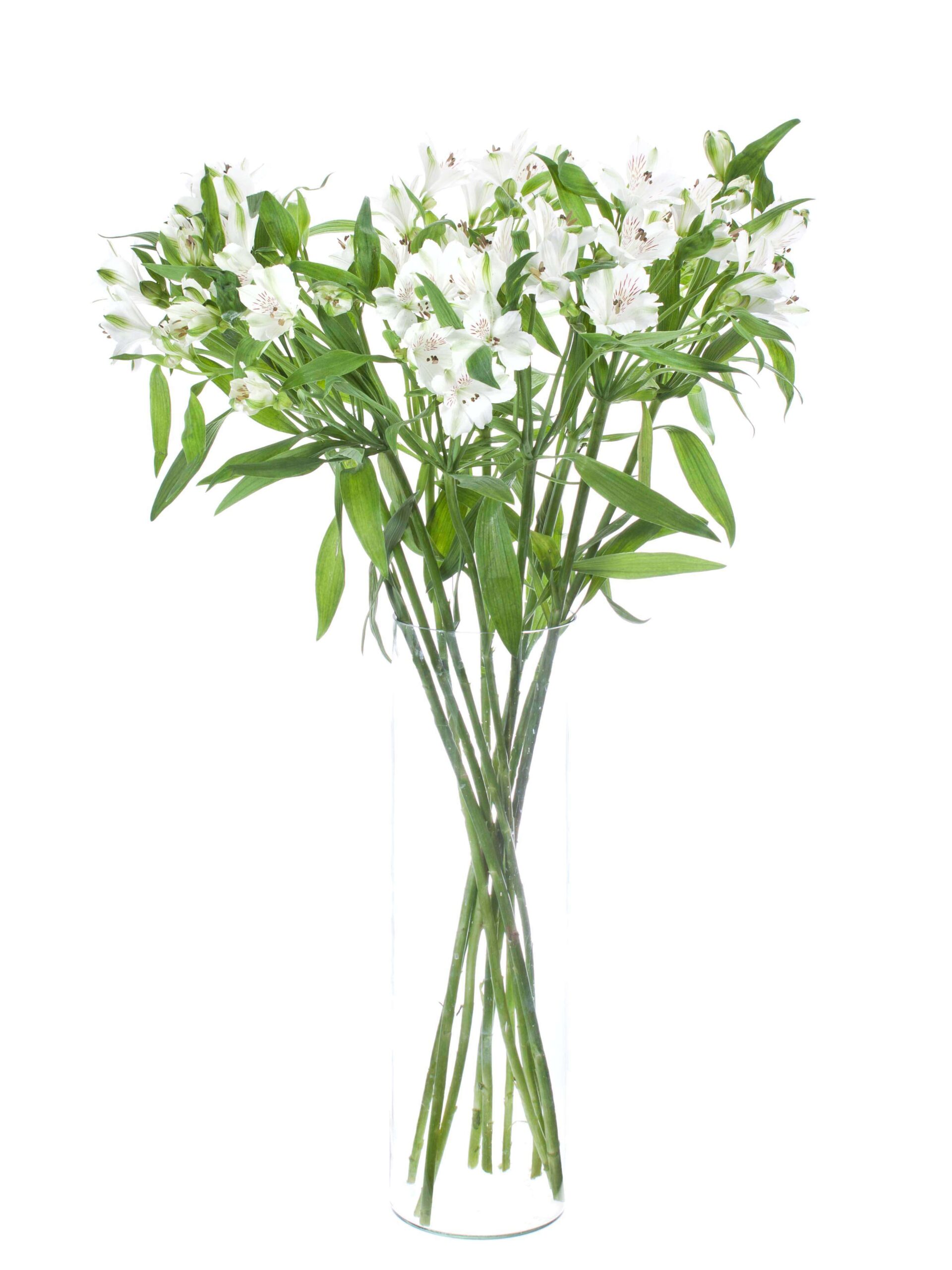 blumigo-blattwerk-alstroemerien-virginia-wei-schnittblume image 2