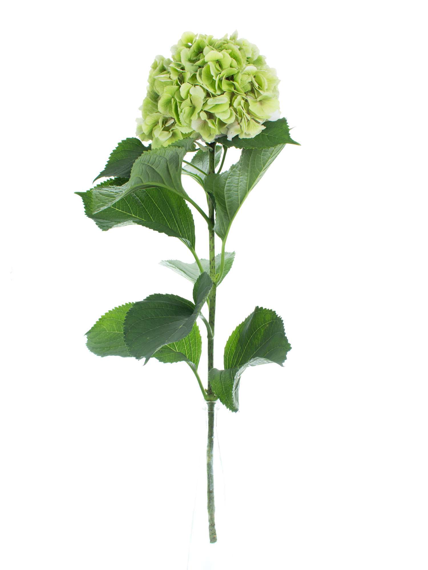 blumigo-hortensien-magical-verena-classic-schnittblume-gr-n image 2