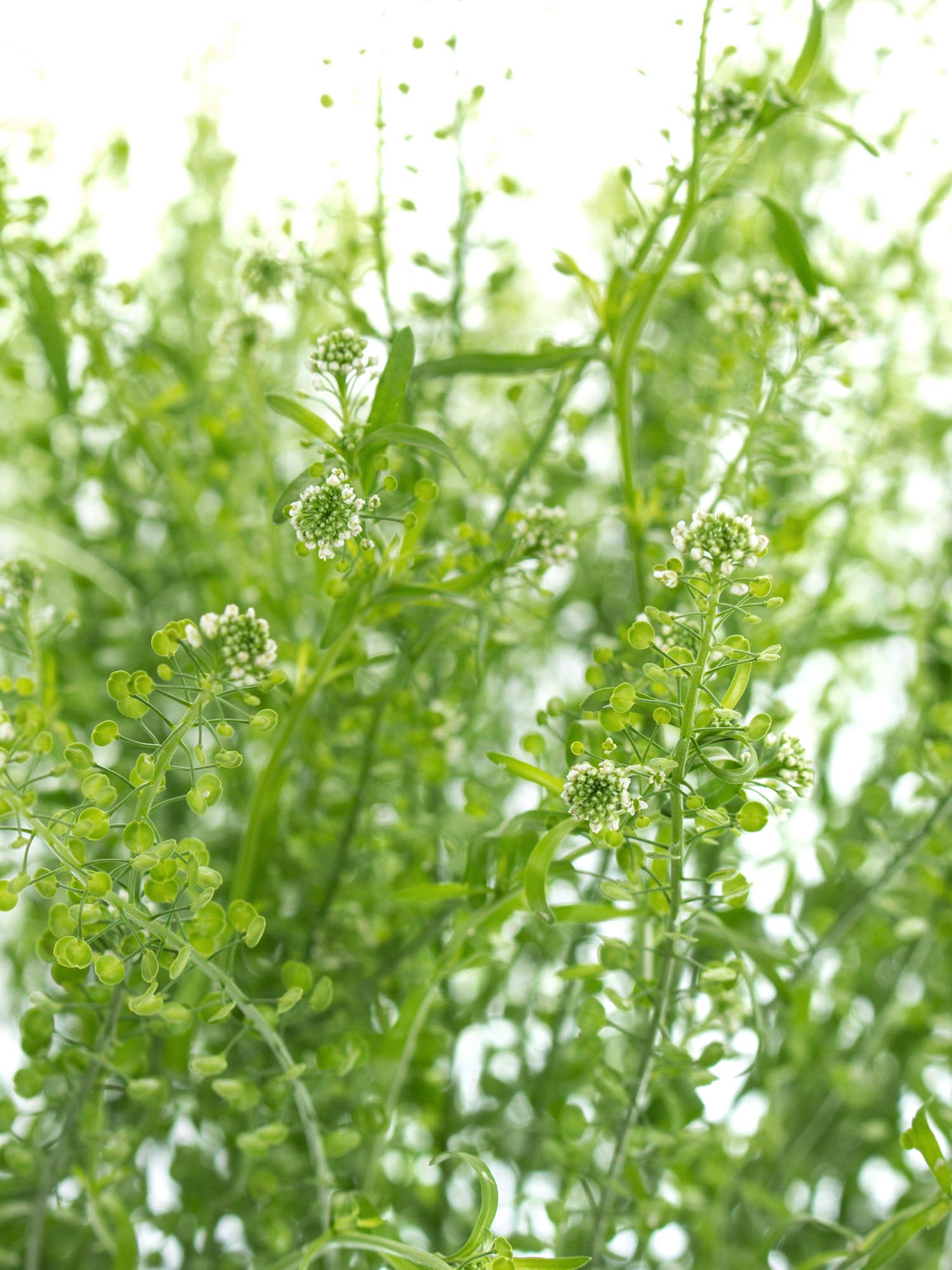 blumigo-blattwerk-hirtent-schelkraut-green-bell-gr-n-bindegr-n image 6