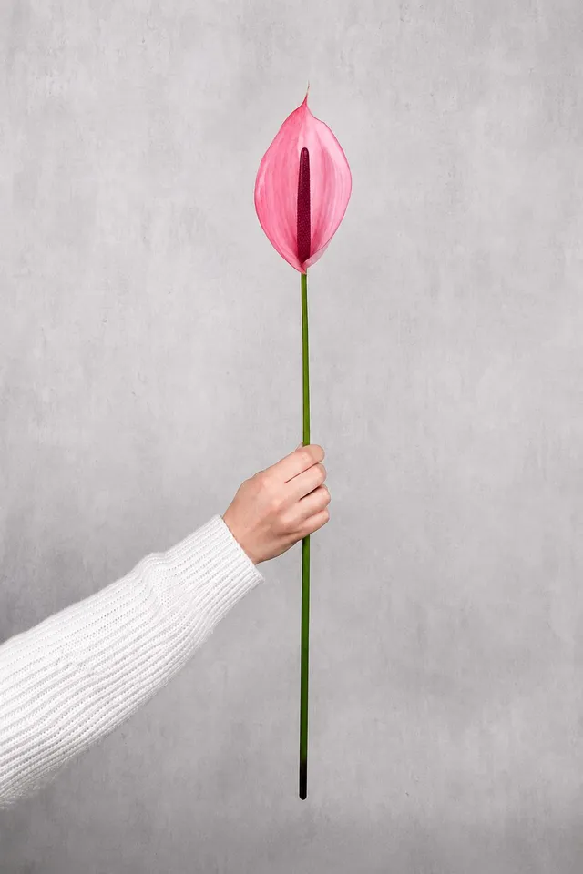 blumigo-blattwerk-und-bindegr-n-anthurie-xavia-schnittblume-pink image 1