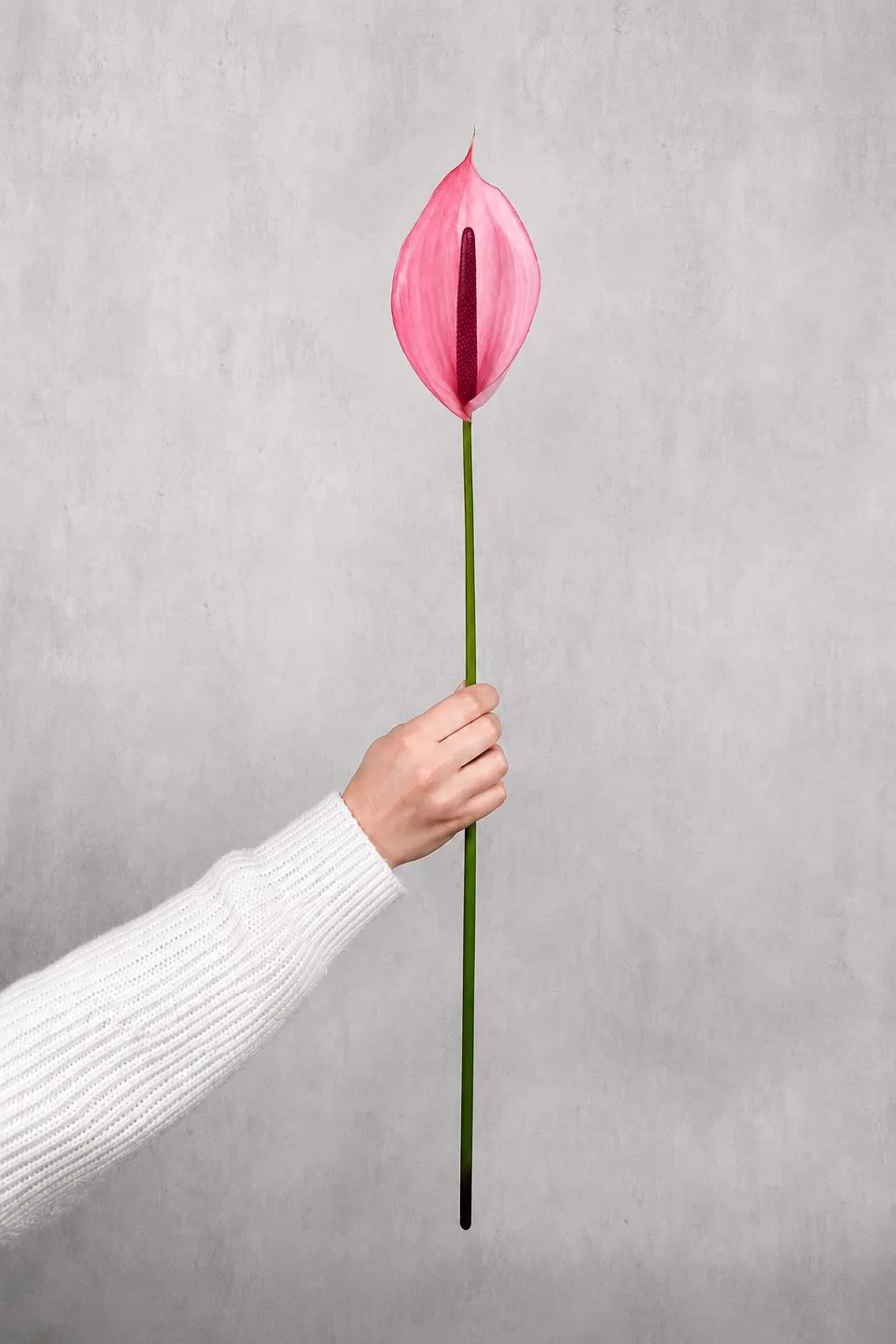 blumigo-blattwerk-und-bindegr-n-anthurie-xavia-schnittblume-pink image 1