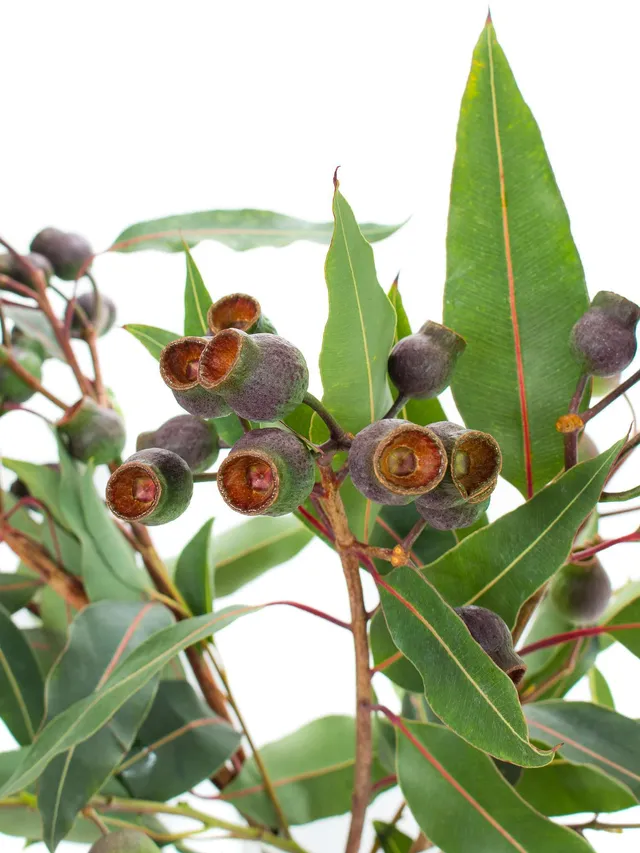 blumigo-eukalyptus-eukalyptusbeeren-robusta-gr-n-braun image 1