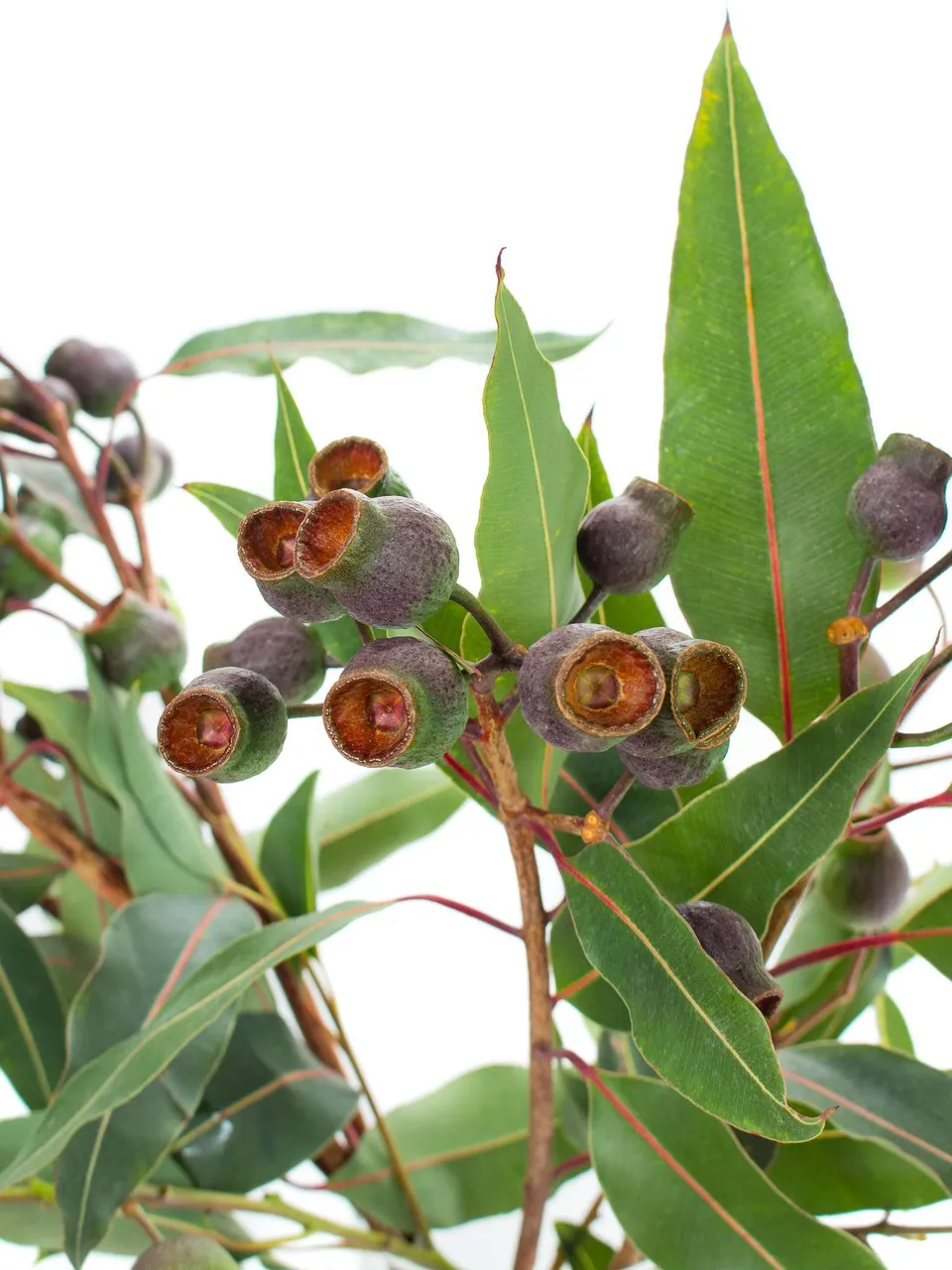 blumigo-eukalyptus-eukalyptusbeeren-robusta-gr-n-braun image 1