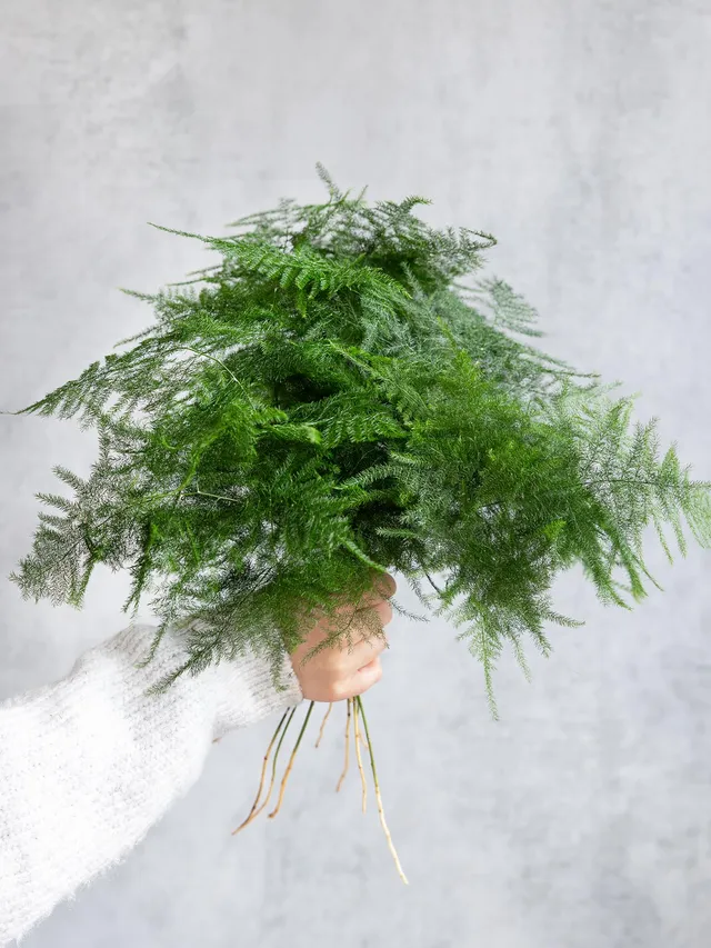 blumigo-setaceus-asparagus-schnittgr-n-gr-n image 1