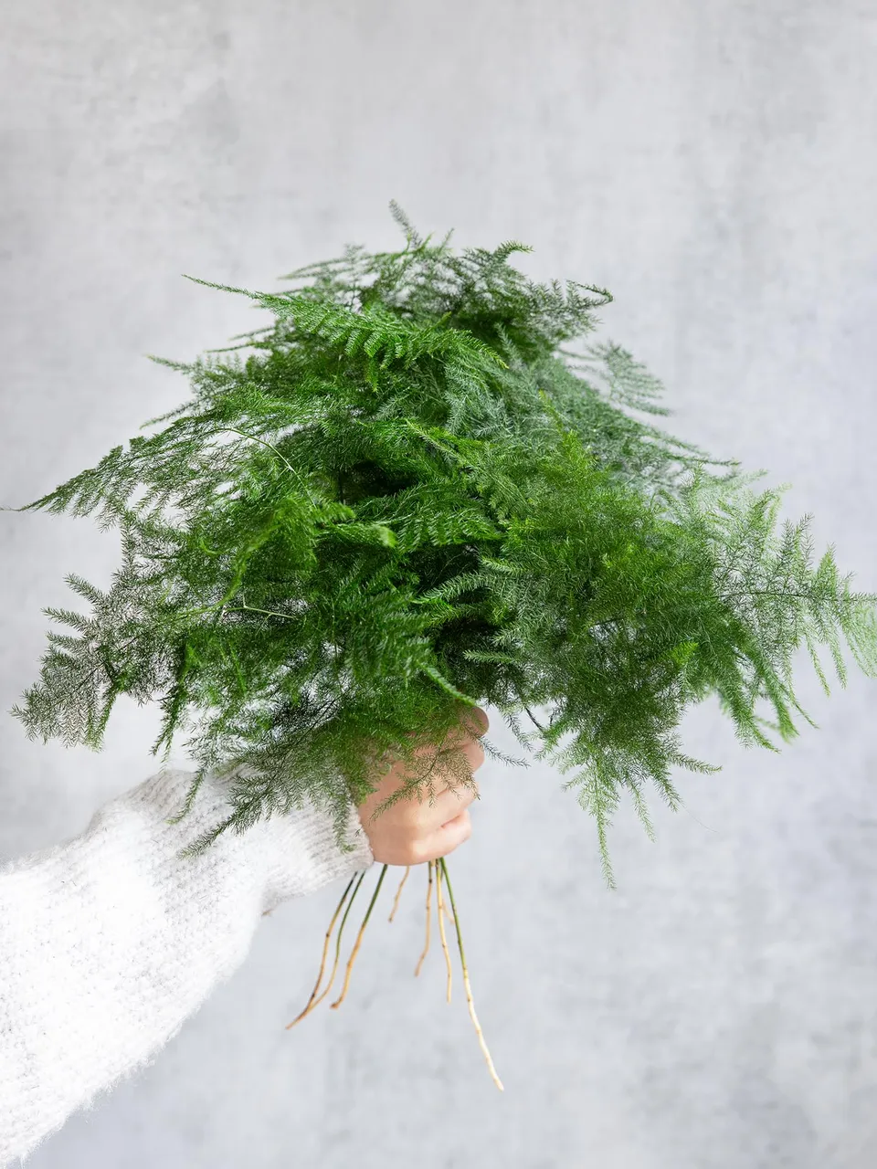 blumigo-setaceus-asparagus-schnittgr-n-gr-n image 1
