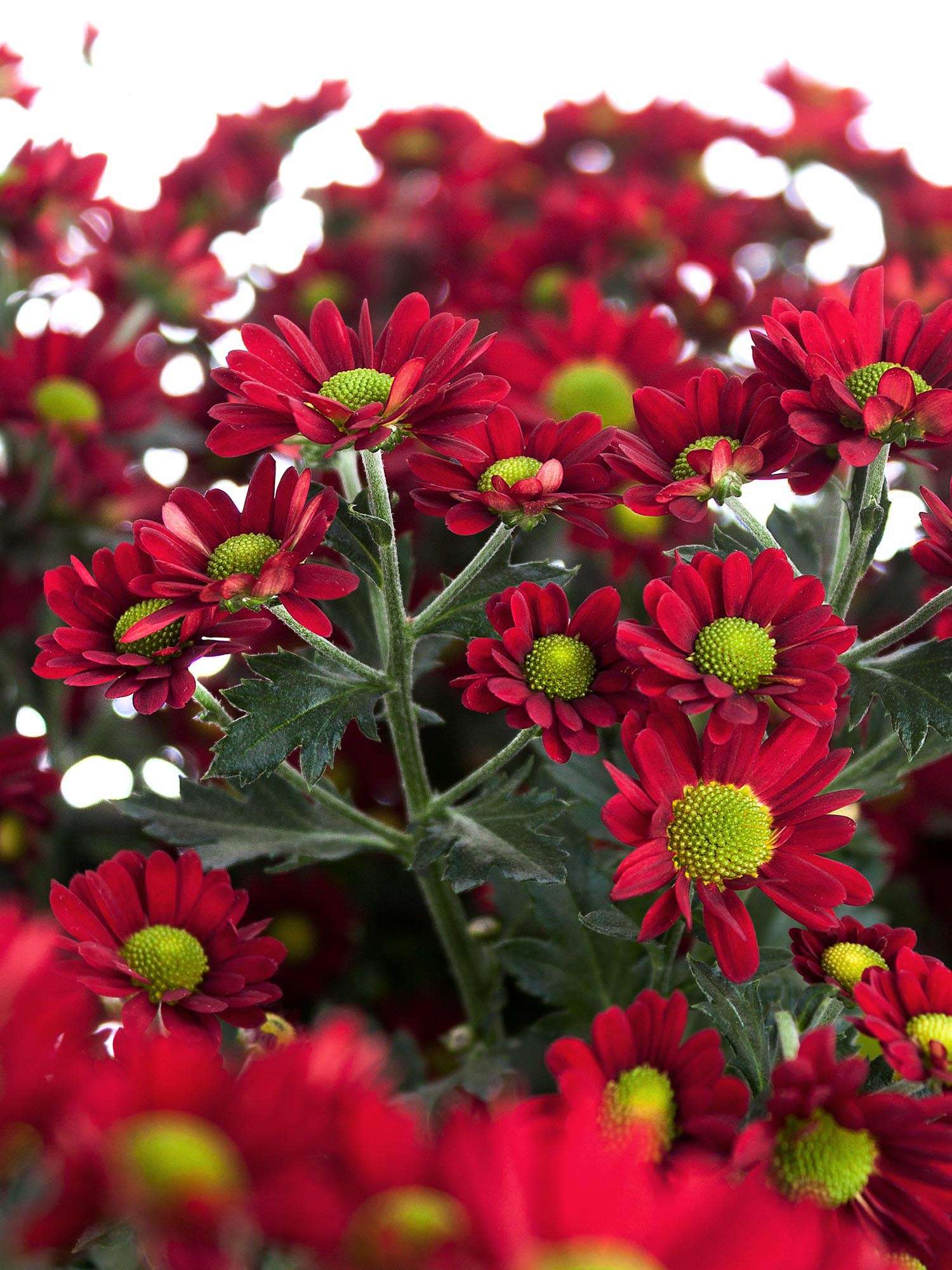 blumigo-dung-red-santini-chrysantheme-rot-schnittblume image 1