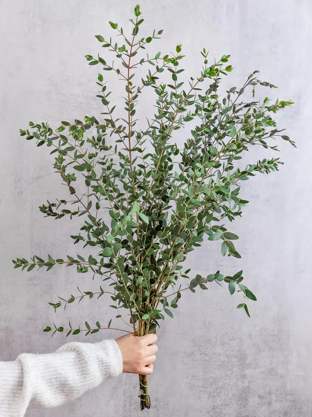 blumigo-eukalyptus-parvifolia-gr-n-schnittgr-n-deko-frisch image 1
