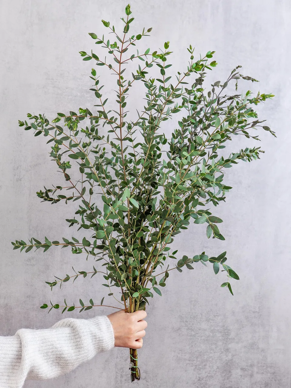 blumigo-eukalyptus-parvifolia-gr-n-schnittgr-n-deko-frisch image 1