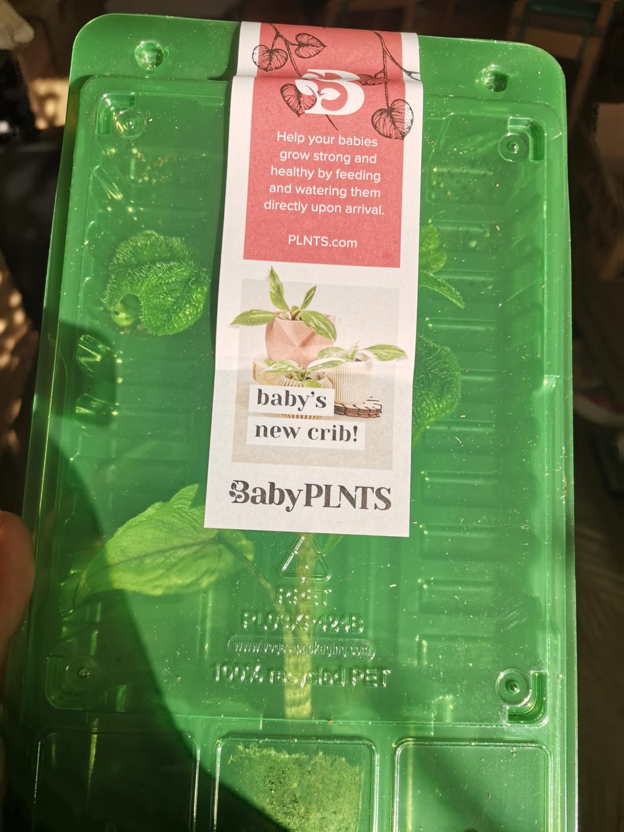 Total niedlich