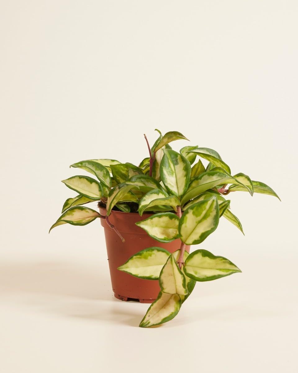 plnts-hoya-carnosa-tricolor-zimmerpflanze-12cm-topf-bunt image 2