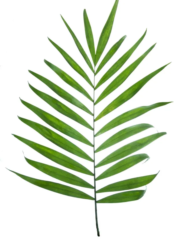 blumigo-chico-bl-tter-bindegr-n-schnittgr-n-frisch image 1