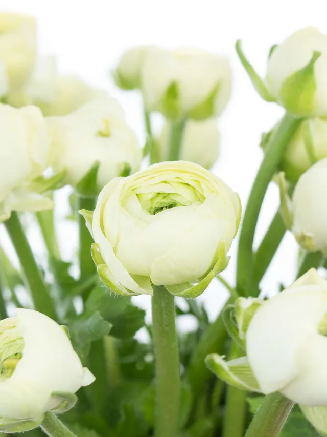 blumigo-ranunkeln-elegance-creme-schnittblume-creme-wei image 1