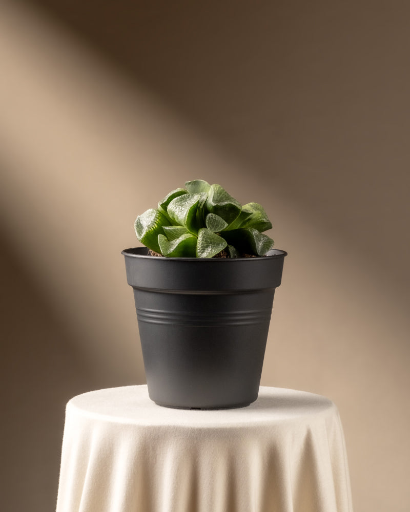 feey-variado-haworthia-retusa-sukkulente-ohne-bertopf-rarit-t image 3