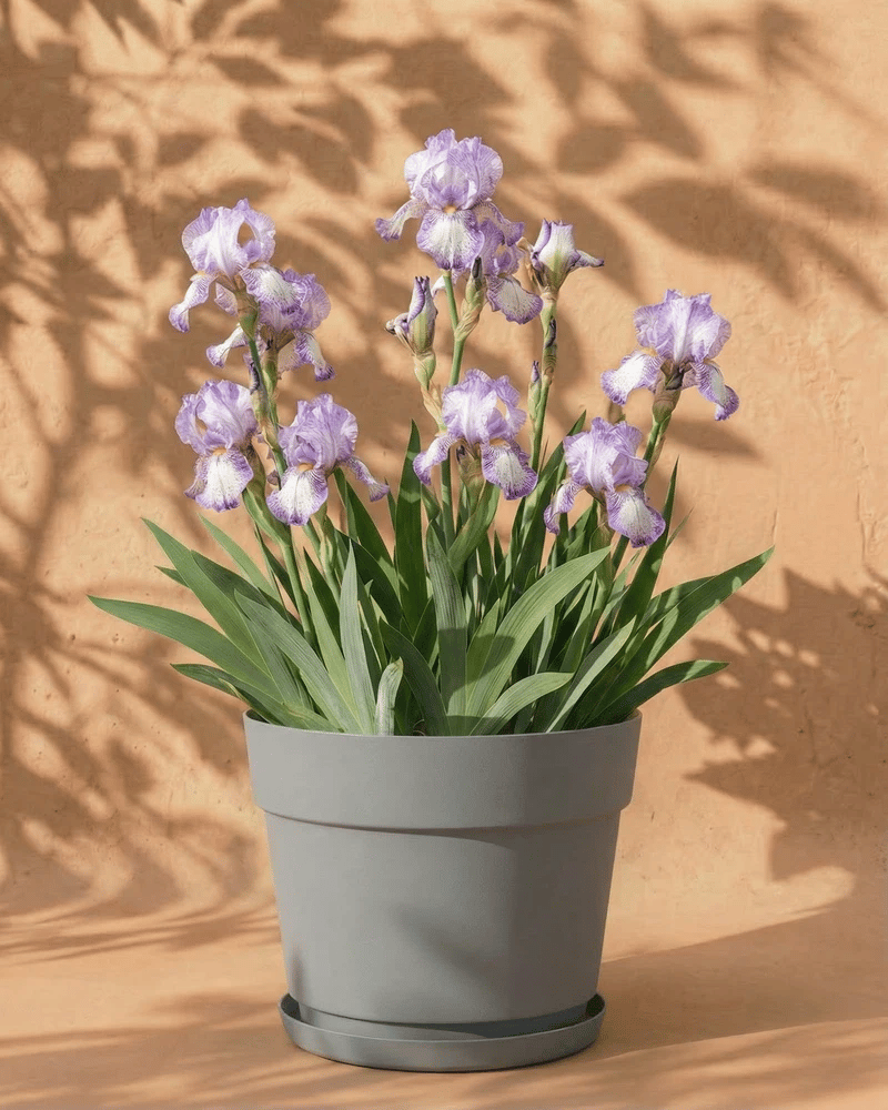 feey-amsterdam-iris-loop-the-loop-schwertlilie-wei-violett-4-st-ck image 7
