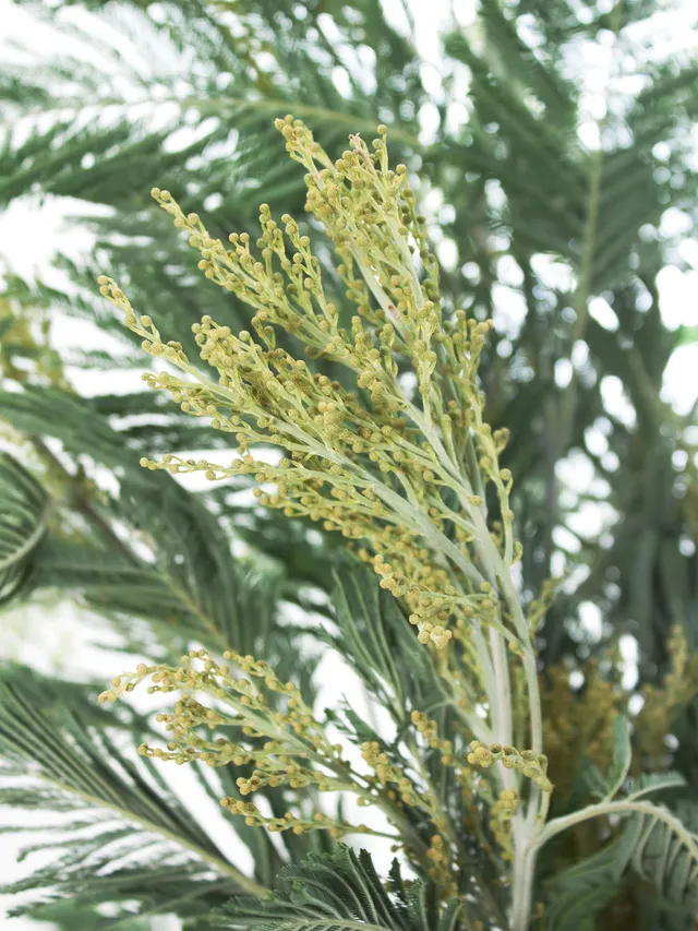 blumigo-exklusives-greenery-mimose-silvermoon-schnittblume-gr-n-silber image 1