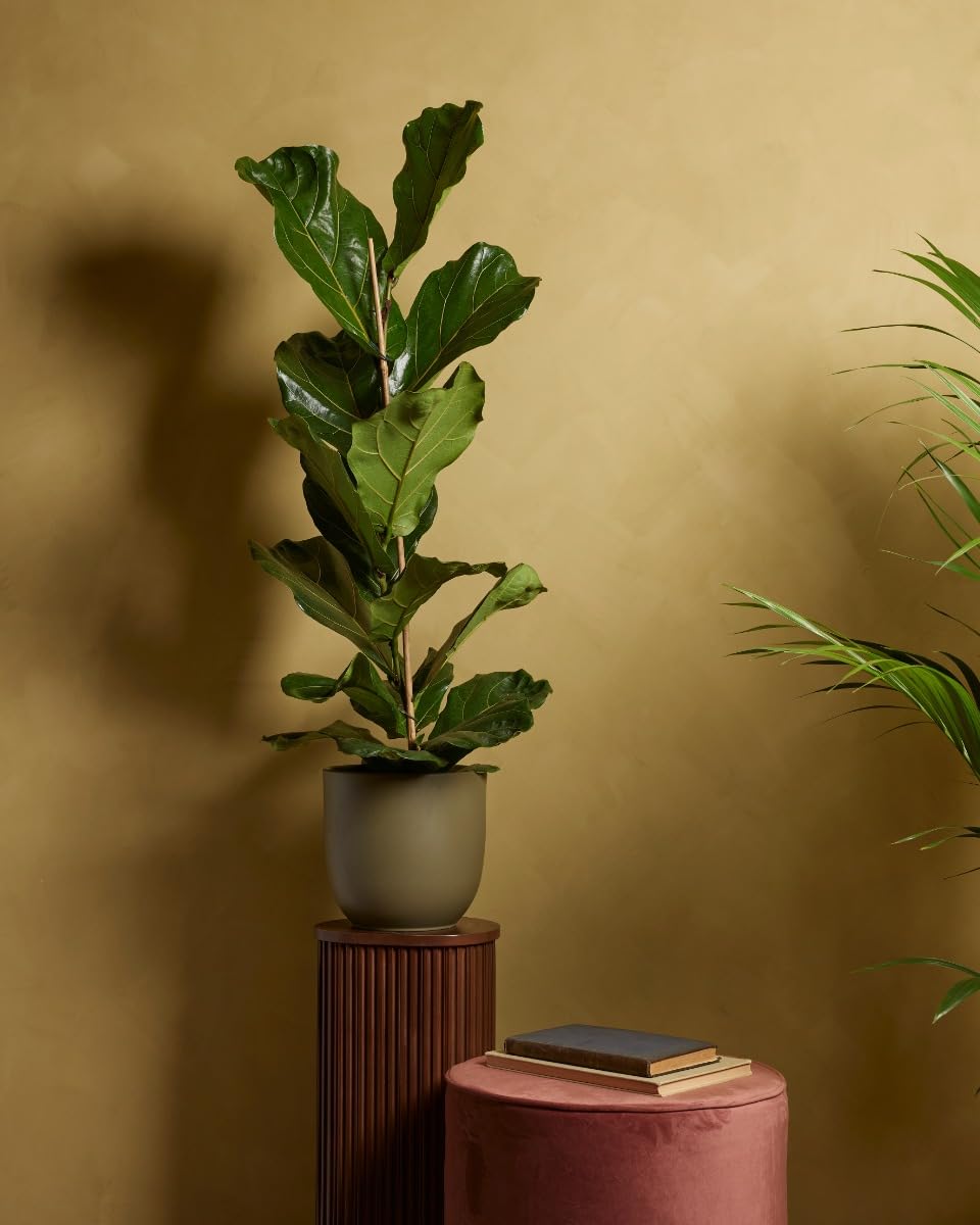 plnts-rareplnts-ficus-lyrata-geigenfeige-110-cm-21-cm-topf image 5
