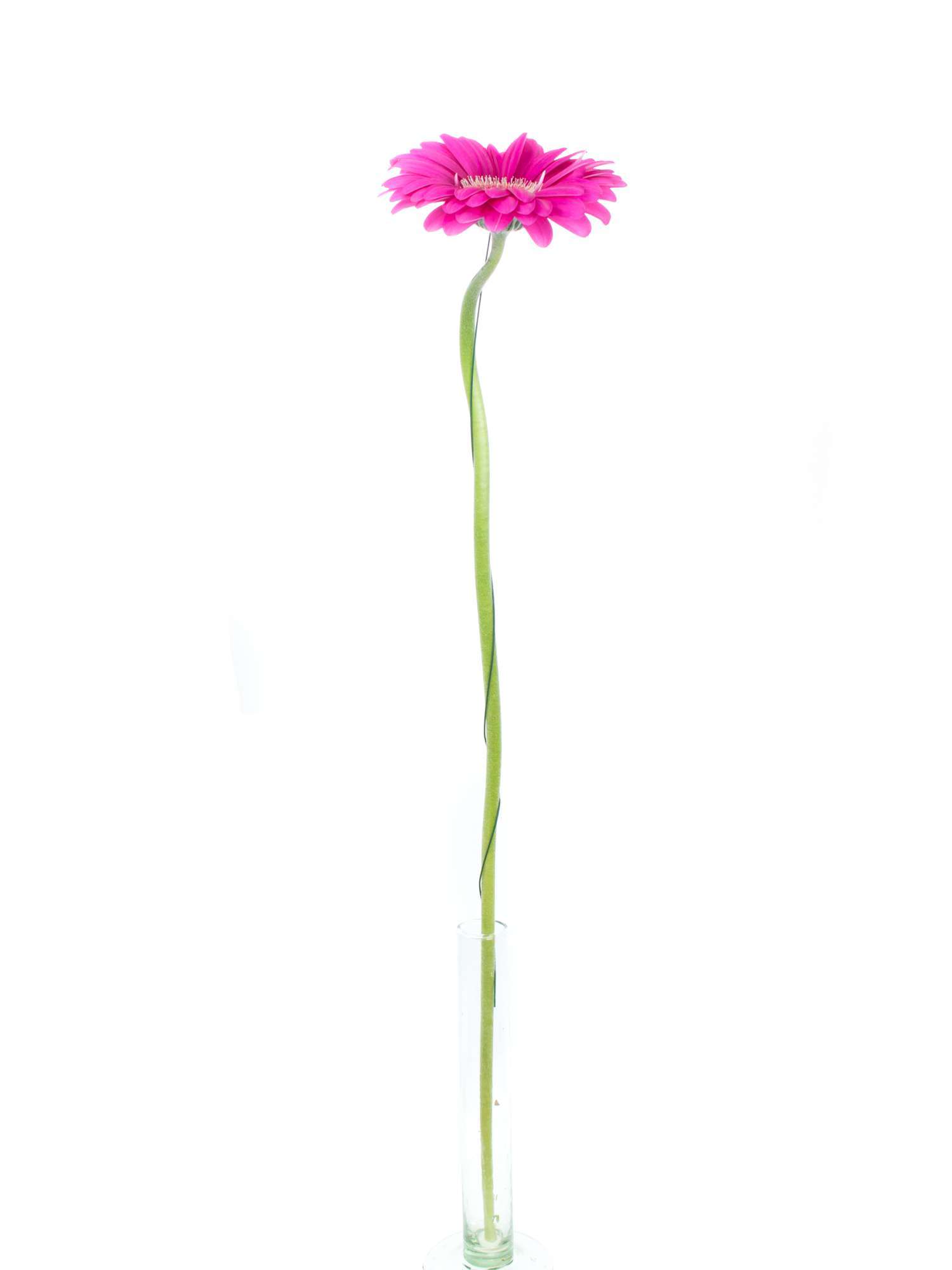blumigo-gerbera-celeberations-schnittblume-pink image 2