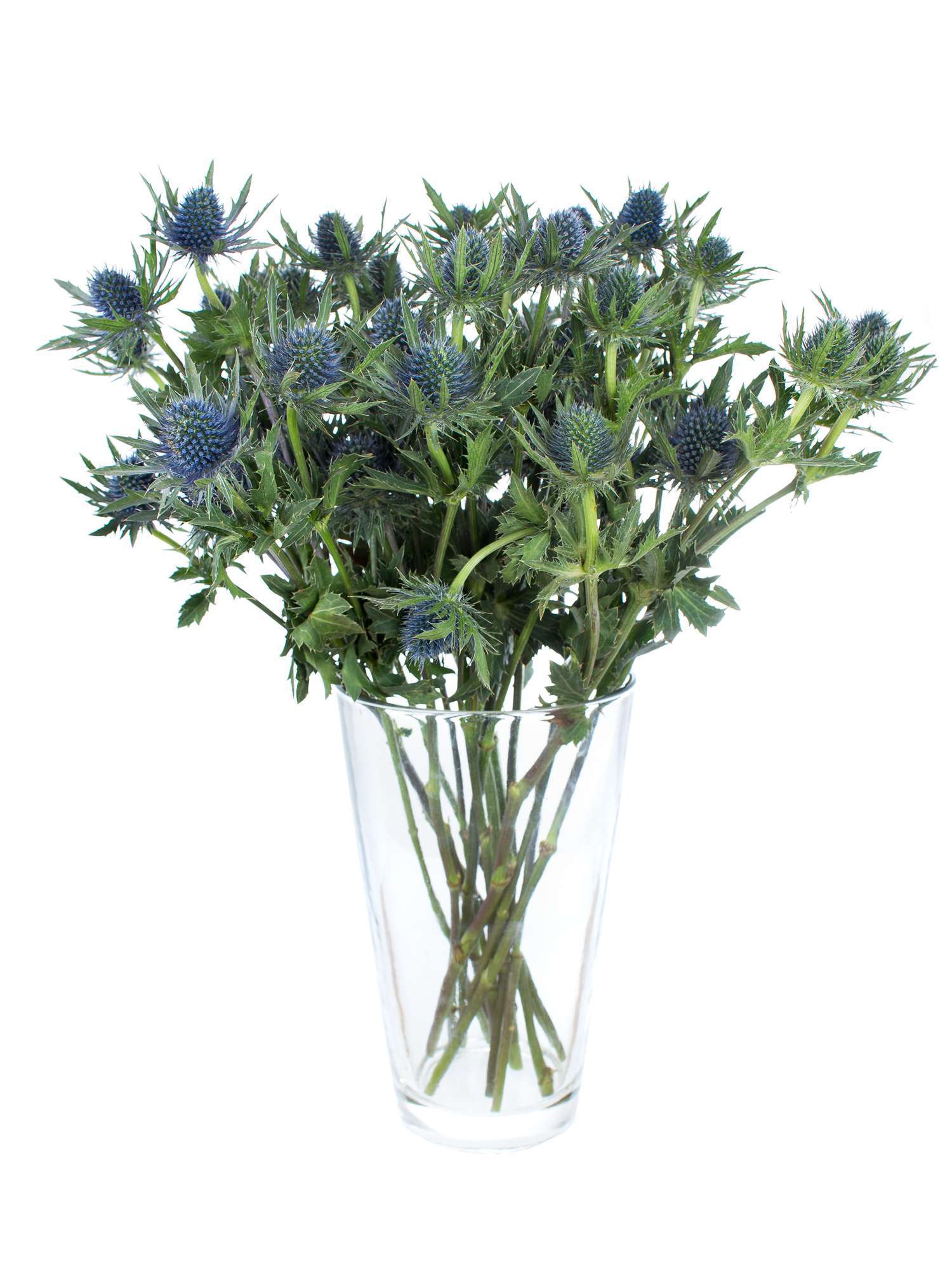 blumigo-disteln-orion-qstar-distel-blau-schnittblume image 3