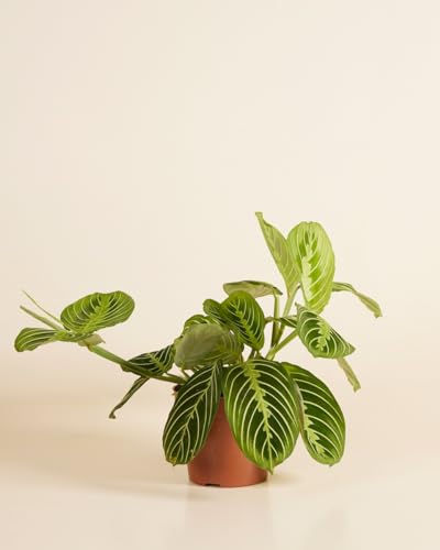 plnts-rareplnts-maranta-lemon-lime-gebetspflanze-12cm image 7