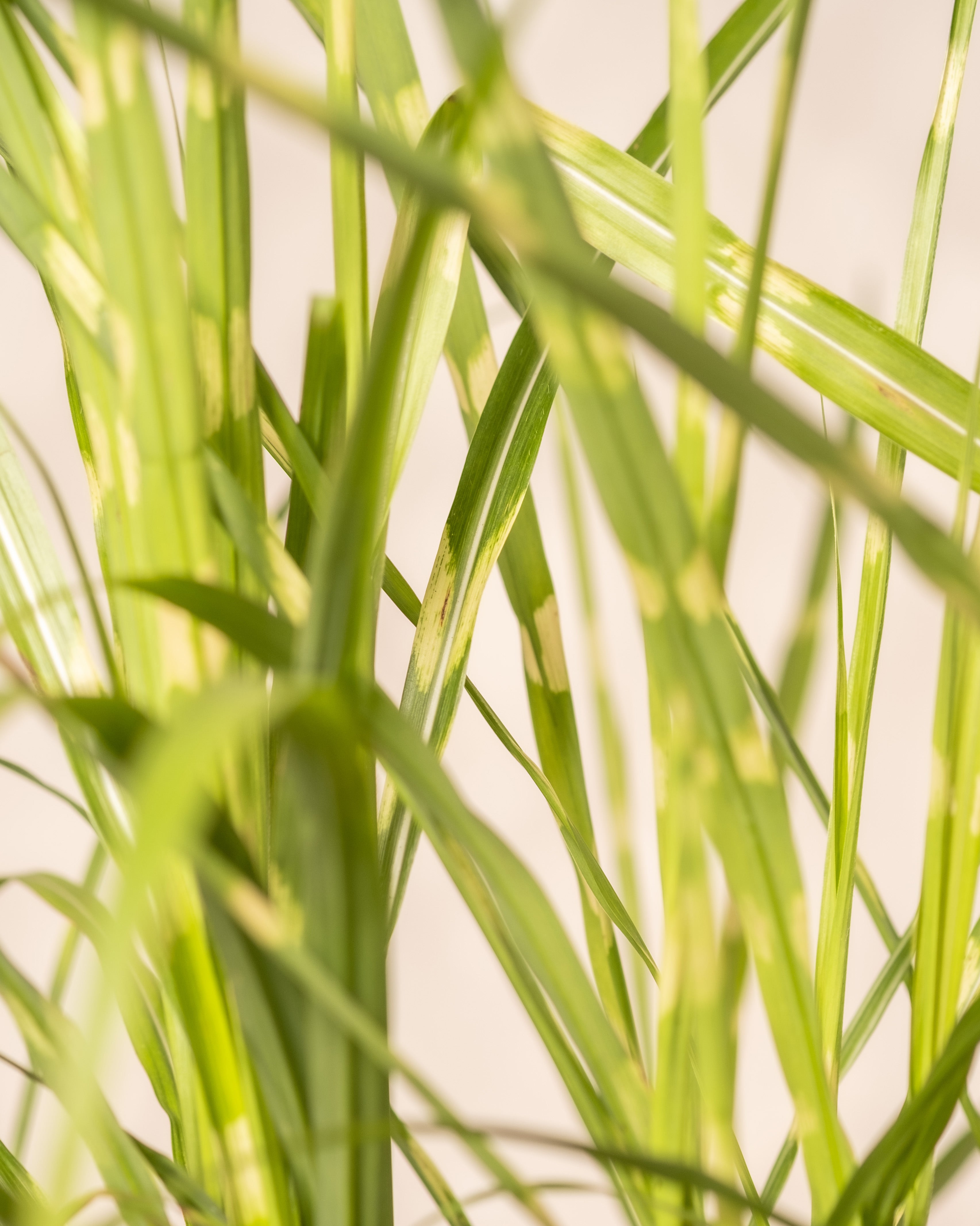 feey-miscanthus-strictus-ziergras-winterhart-1-2-m image 6