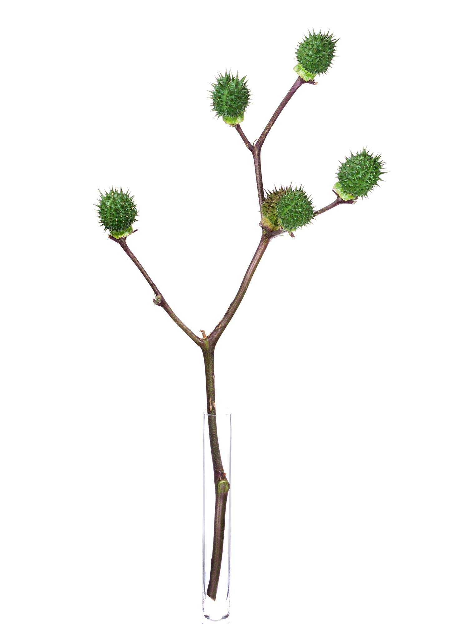 blumigo-blattwerk-datura-stechapfel-bindegr-n-mit-fr-chten-gr-n image 3