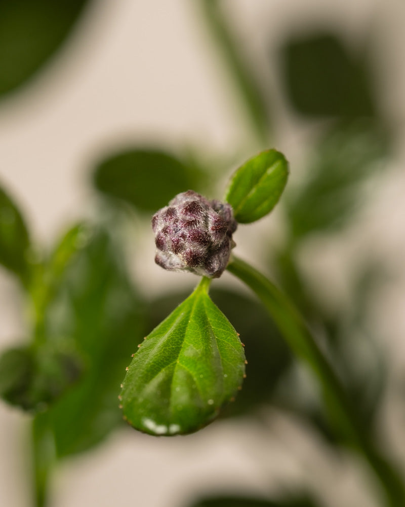 feey-amsterdam-blaue-s-ckelblume-strauch-ohne-topf image 7