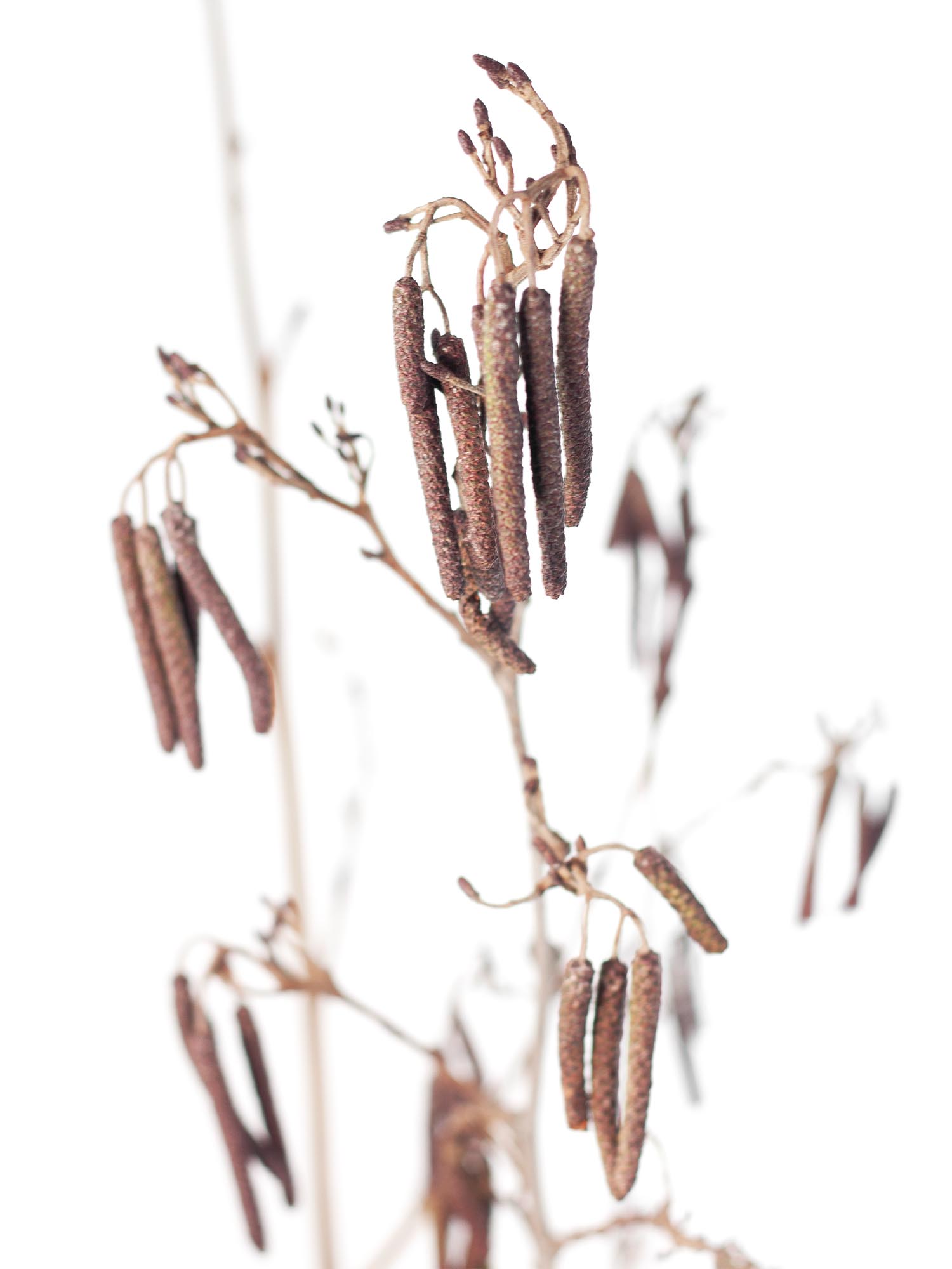 blumigo-zweige-erlenzweige-mit-fruchtst-nden-natur image 4