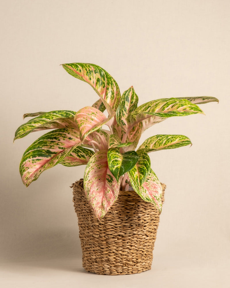 feey-variado-aglaonema-cocomelon-halbschattig image 7