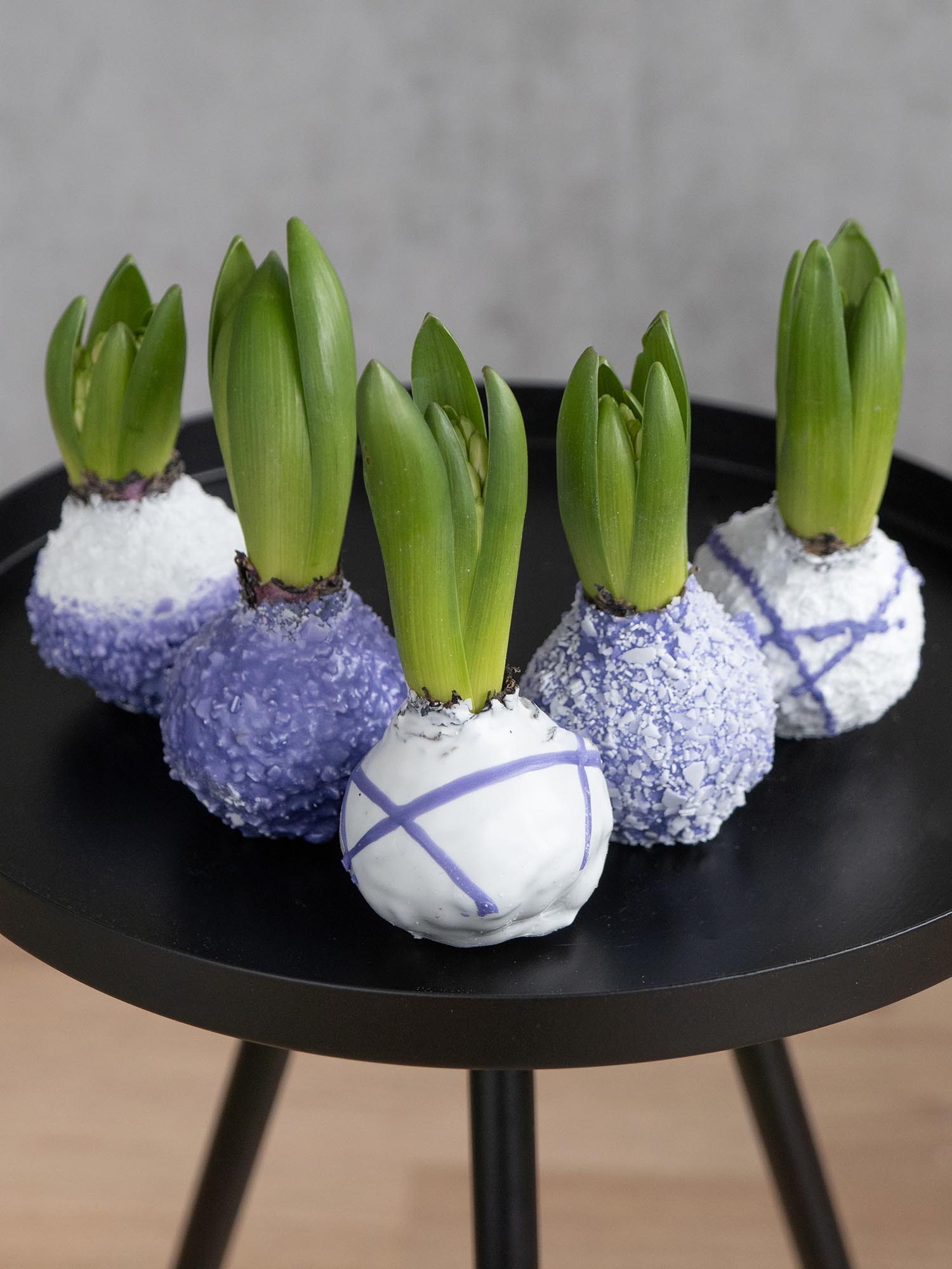 blumigo-fr-hlingsknollen-hyazinthenknollen-violett-gewachst image 3