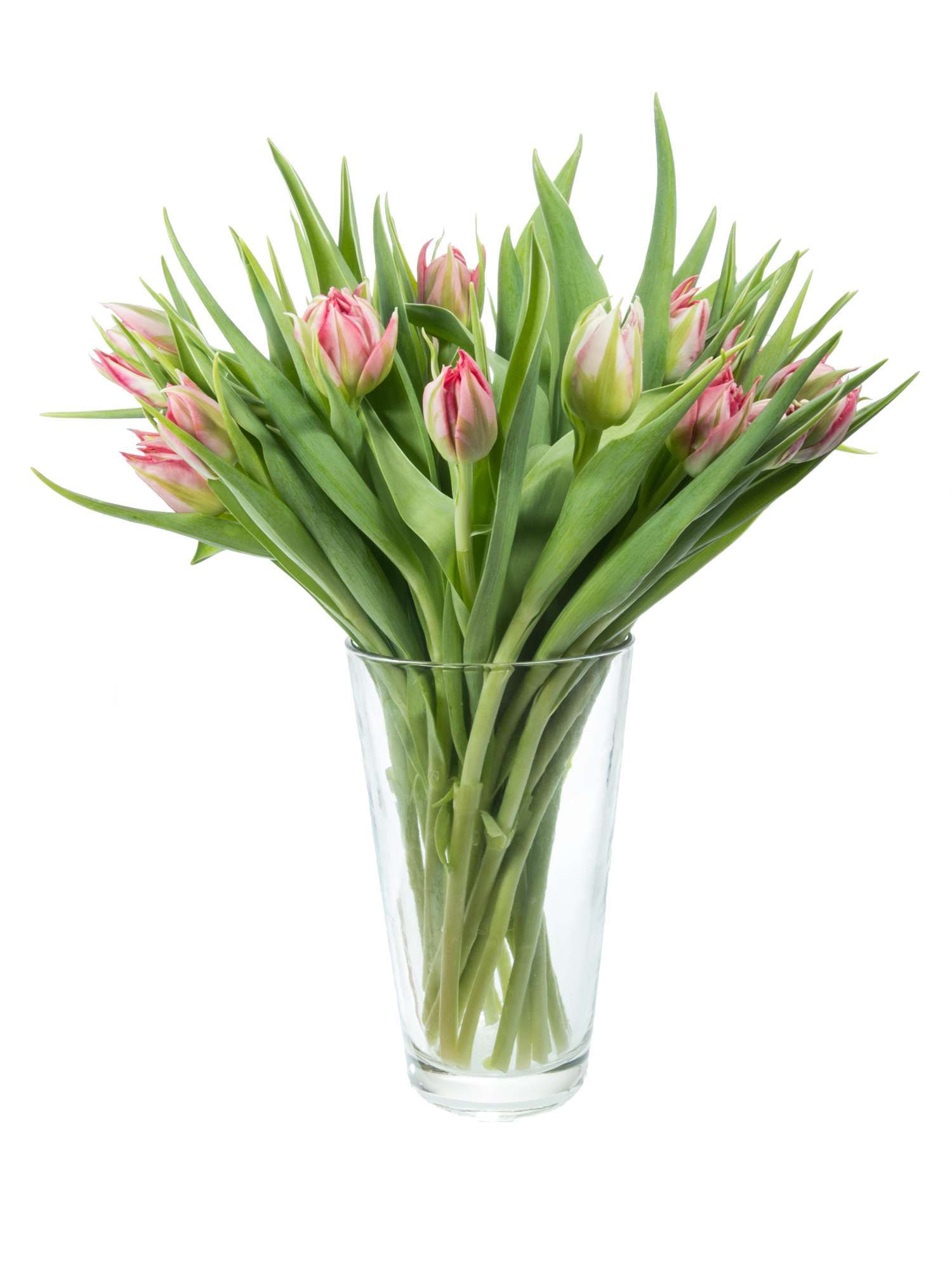 blumigo-tulpen-flash-point-schnittblumen-gef-llt-pink image 3