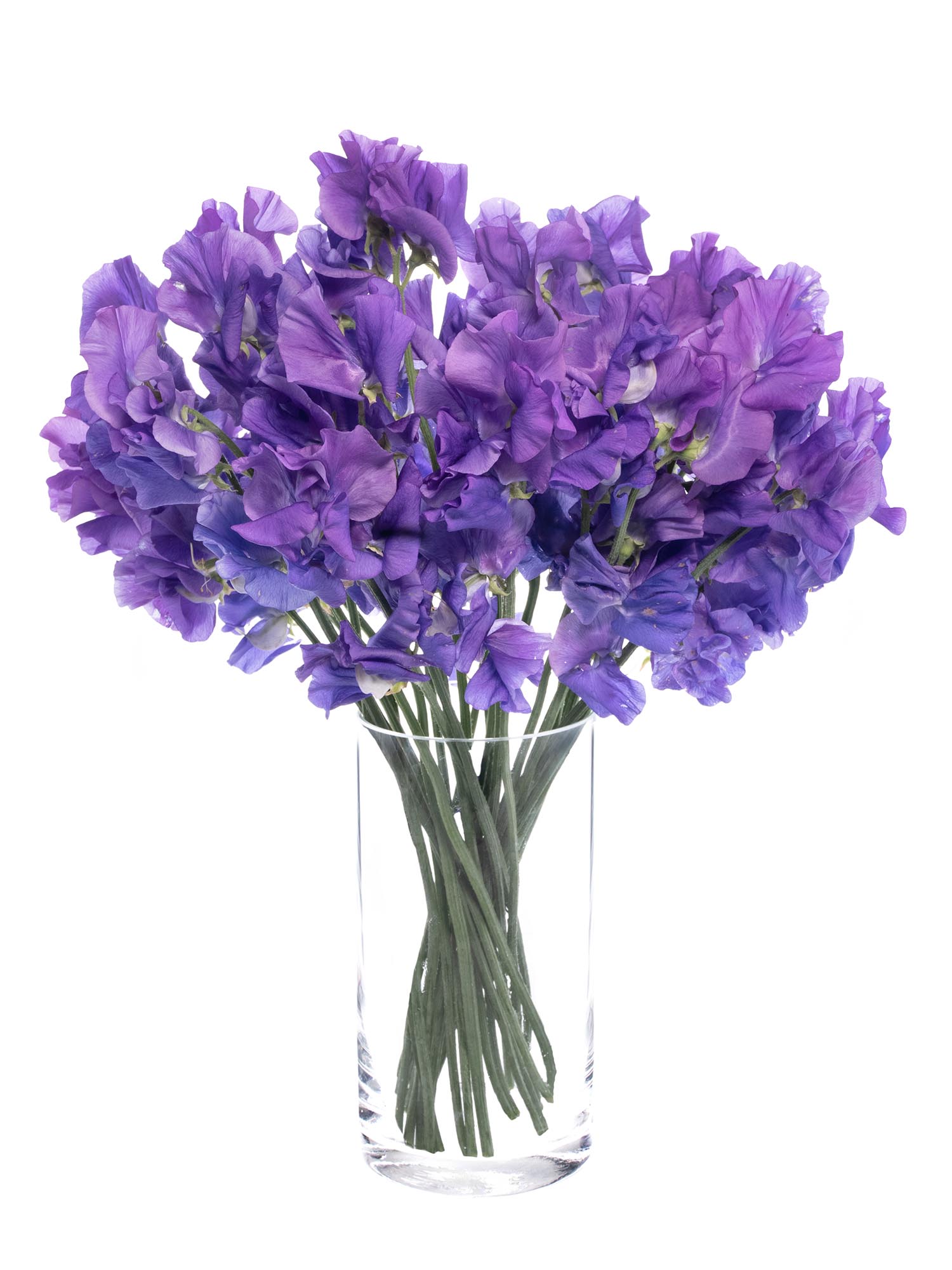 blumigo-wicken-sunshine-mauve-schnittblume-violett image 2