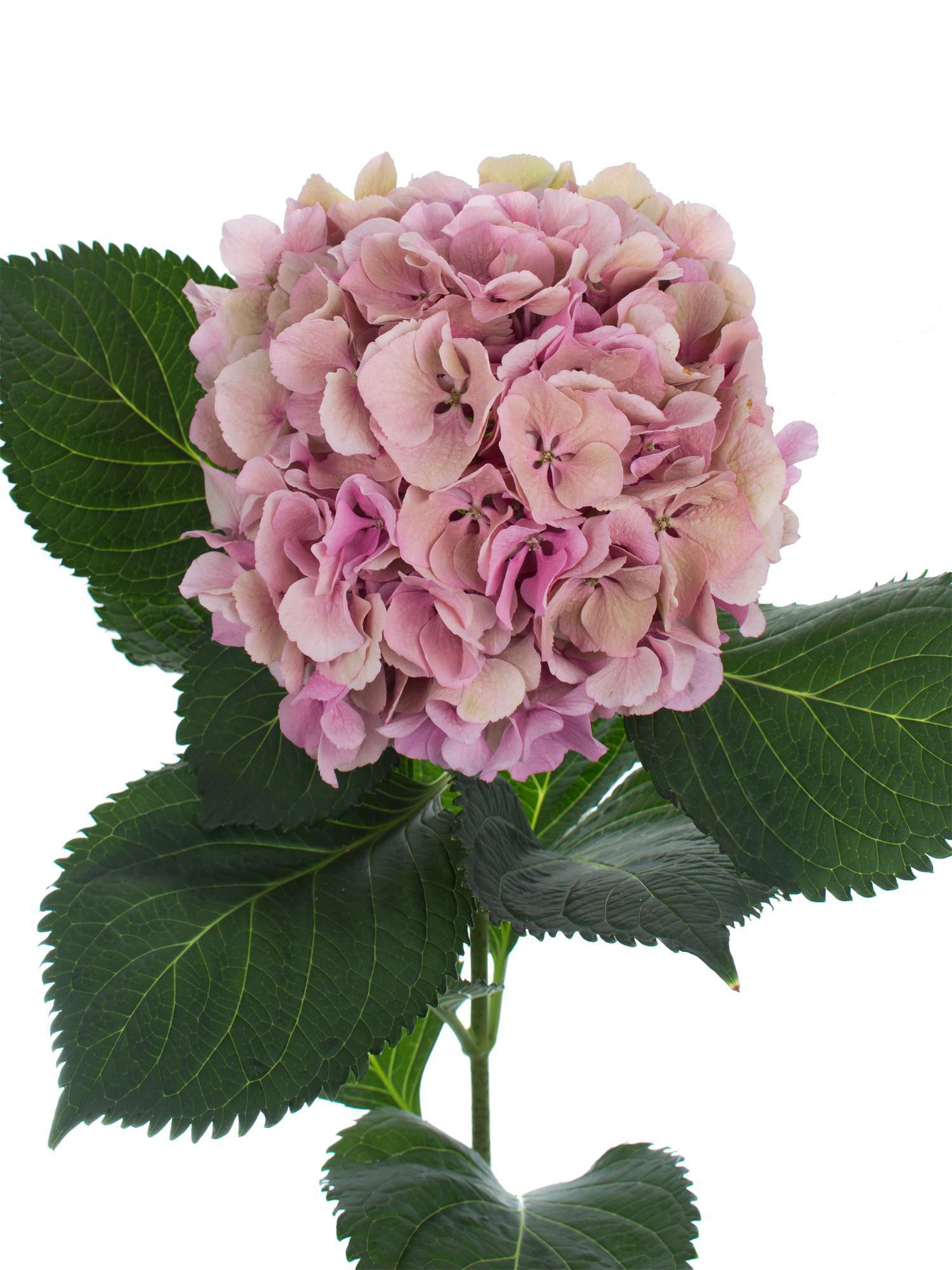 blumigo-elbtal-classic-hortensie-pink-gr-n-einzelstiel image 1