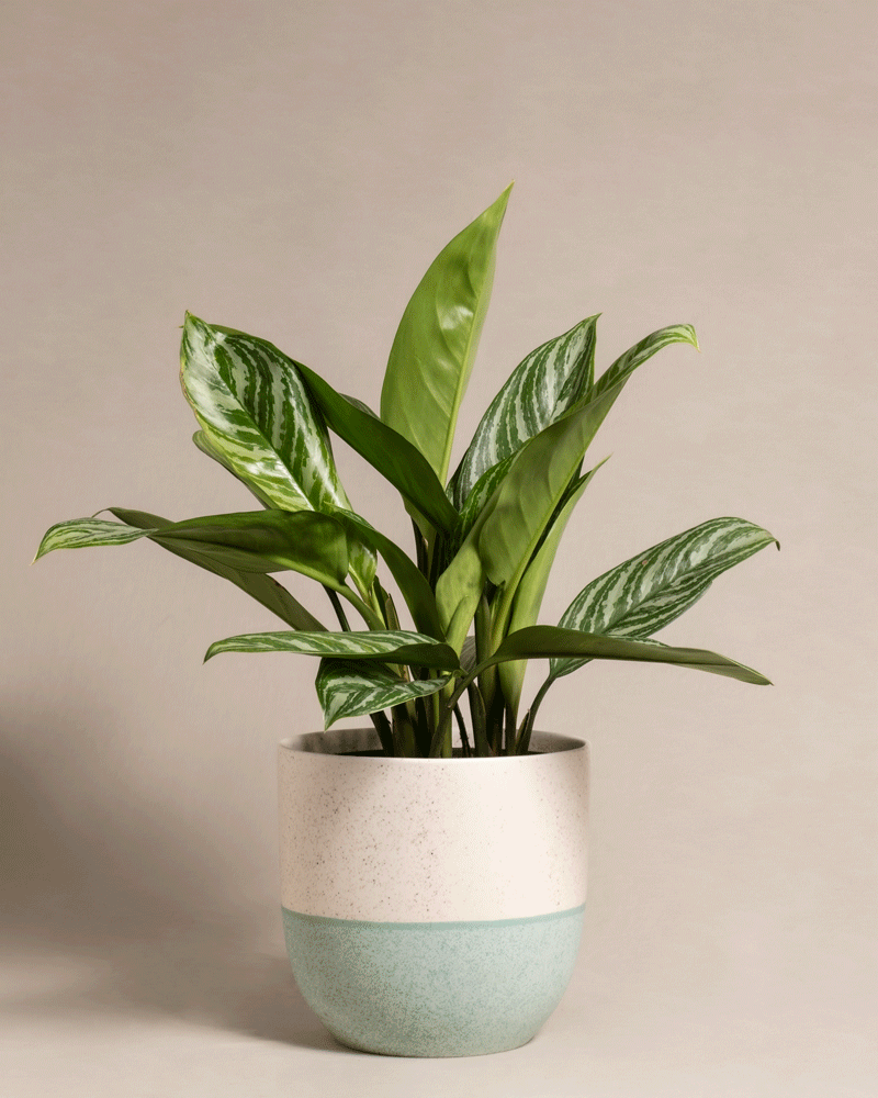 feey-variado-aglaonema-stripes-zimmerpflanze-ohne-bertopf image 5